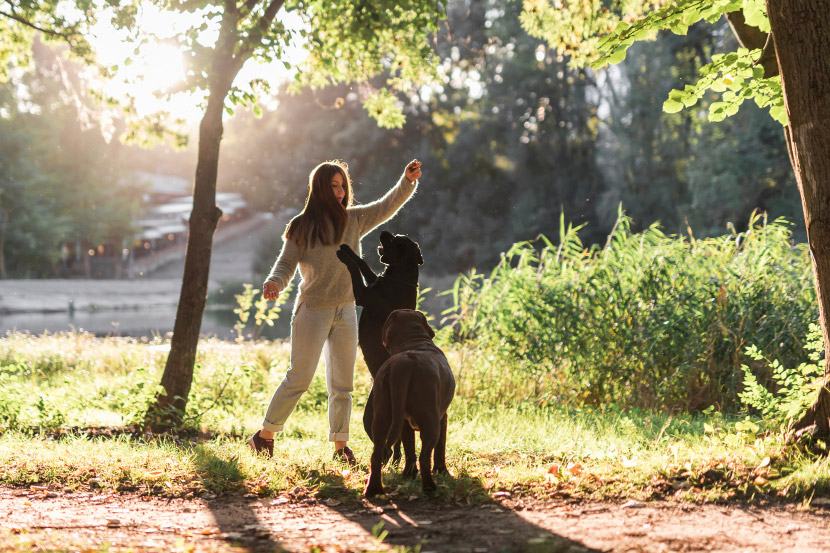From Puppies to Senior Pets: A Mesa Guide to Fleas, Ticks, Mosquitoes, and Heartworms