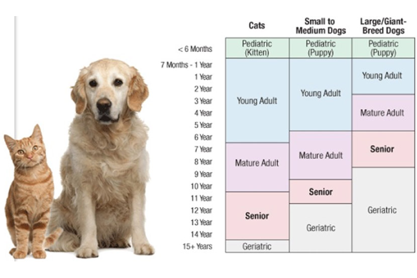 How Often Should I Take My Pet to the Vet? 