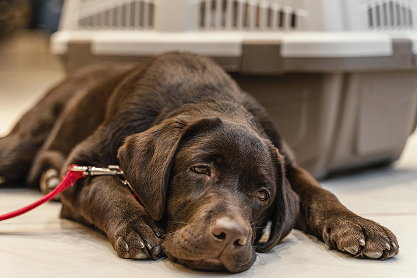 How can I tell if my pet is in pain?
