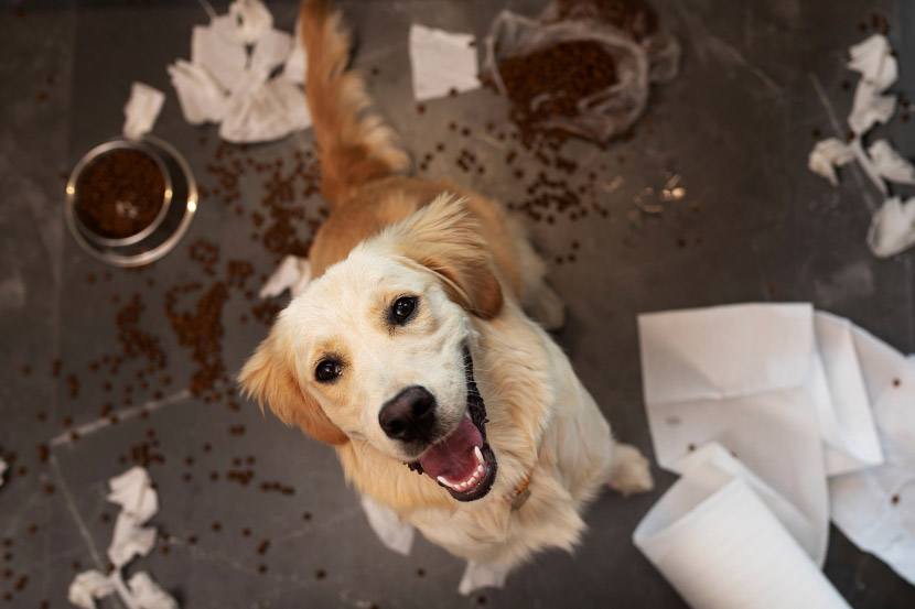 My pet ate something toxic – Should I Be Worried?