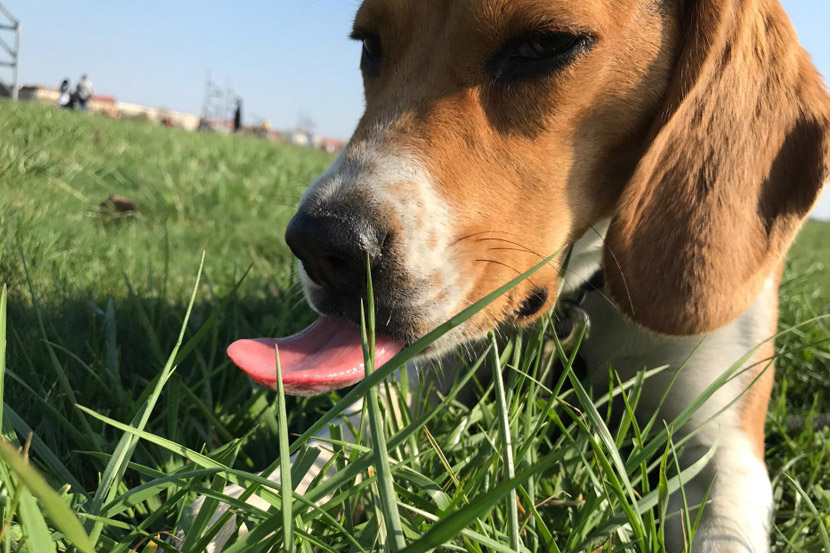 Why is my dog/cat eating grass?