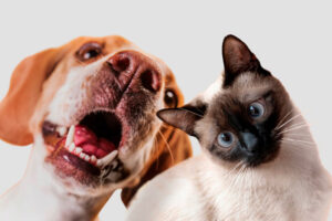 5 Petinsurance