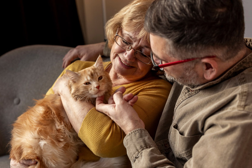 How can I make my senior pet more comfortable?