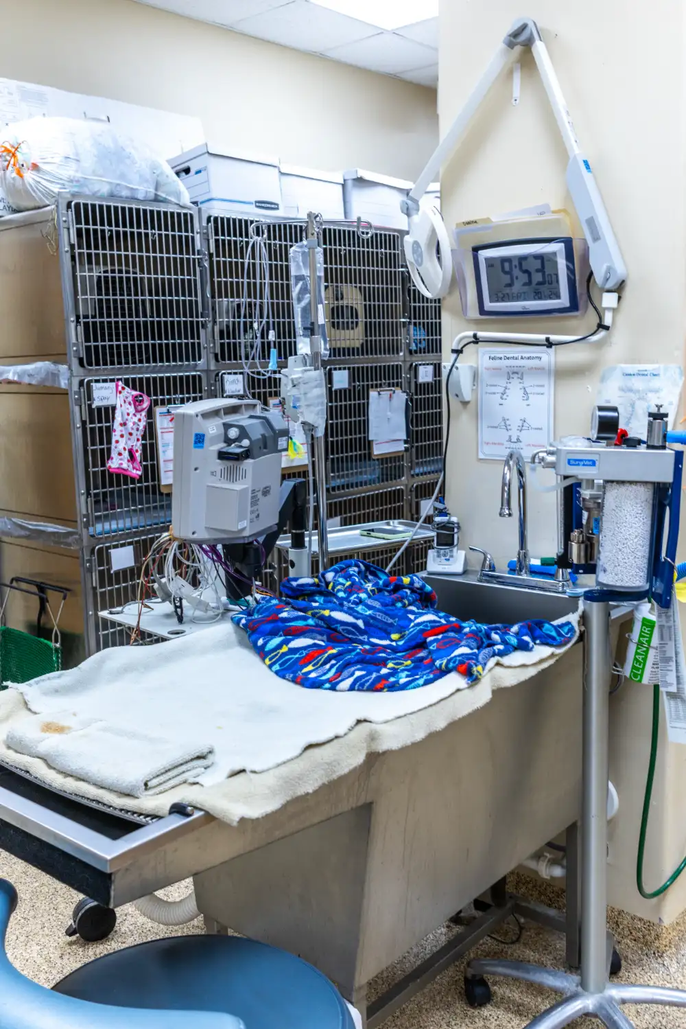boarding and dental vet services