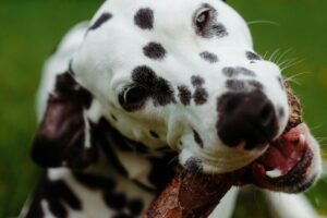Preventing Foreign Body Ingestion in Pets