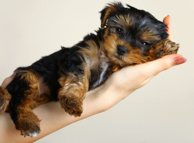 Puppy Vaccination Guide & Pricing at Low Cost Vet Mesa