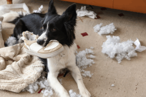 When Curiosity Bites Back: What to Do If Your Pet Swallows Something They Shouldn’t
