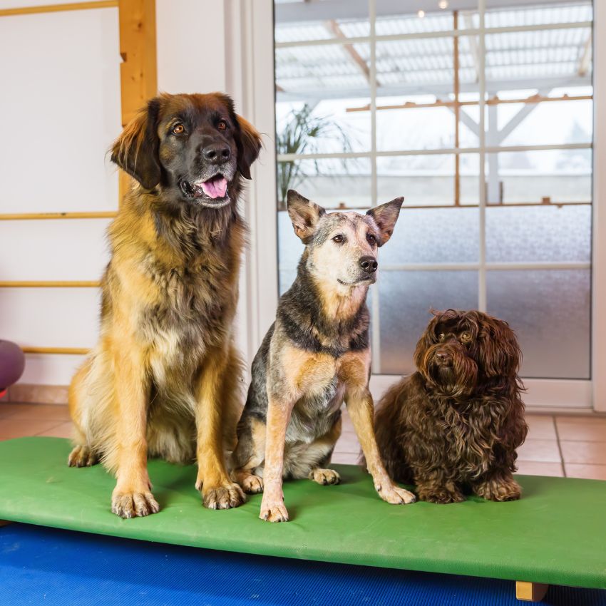How to Protect Your Dog From Kennel Cough During Boarding in Mesa