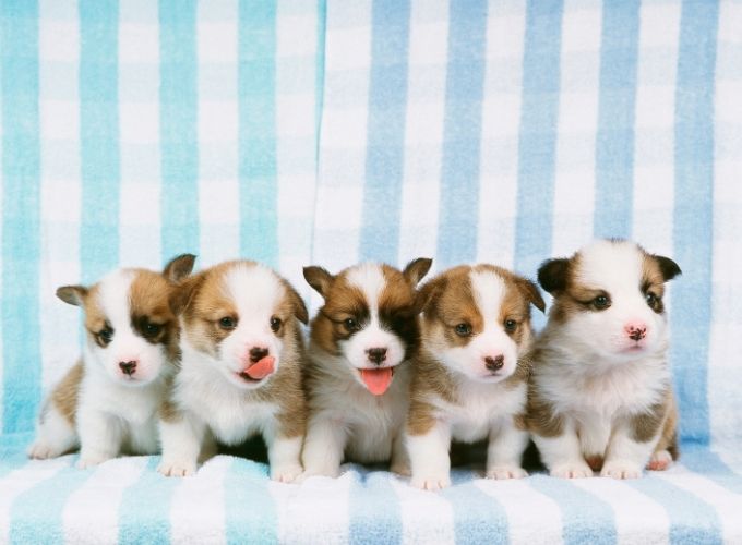 Affordable Protection: Keeping Your Pup Safe from Parvo in Mesa