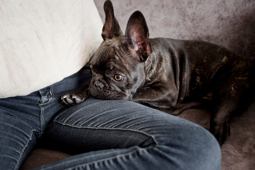 Beyond Hiding and Whining: Understanding Anxiety in Pets and How to Help Them Thrive