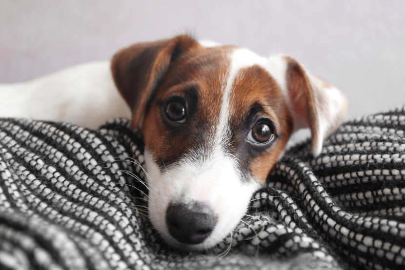 Is Your Pet Anxious? Common Signs of Stress in Dogs and Cats