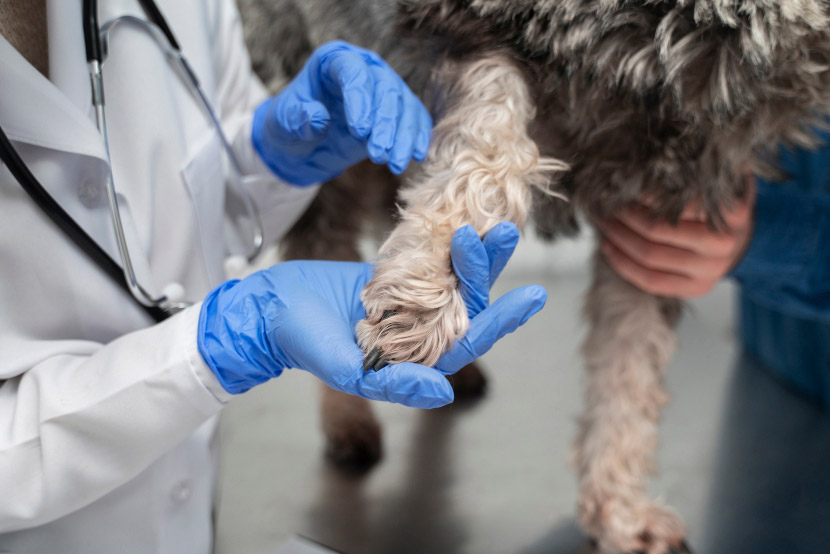 Keeping Your Pet Moving: Arthritis Prevention Tips from Low Cost Veterinary Surgery Clinic of Mesa