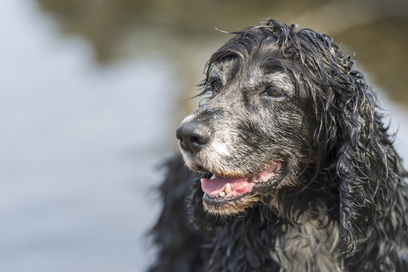How to Spot Arthritis Pain in Your Senior Pet Early