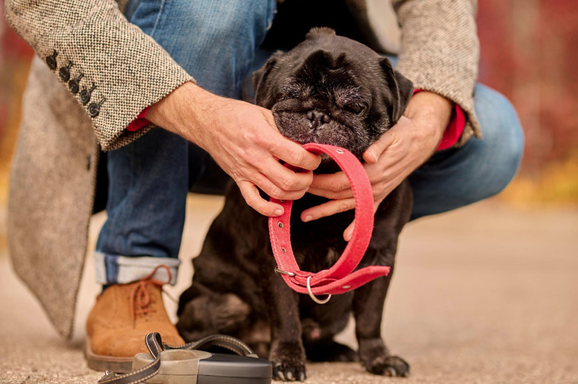 Small Chip, Big Protection: What to Expect During Your Pet’s Microchipping Appointment