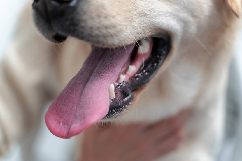 Dental Disease in Pets: What Breed, Size, and Species Can Tell You