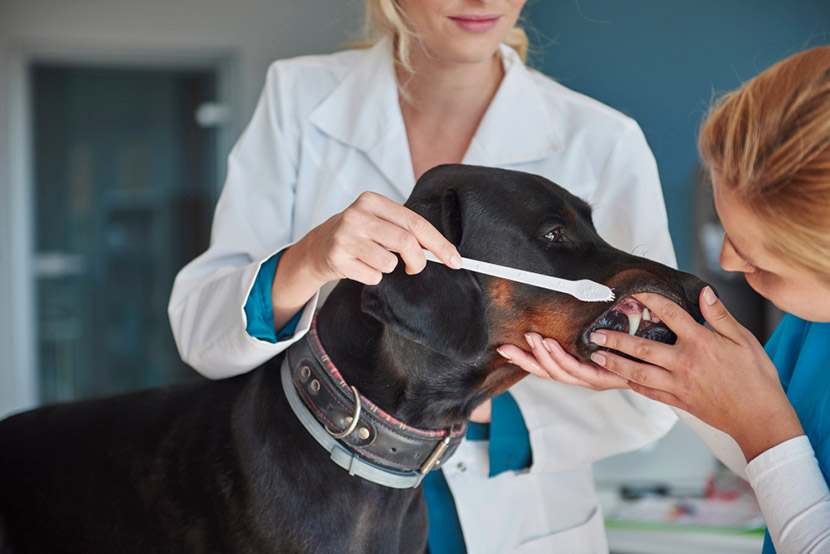 Practical Dental Care for Healthier Pets