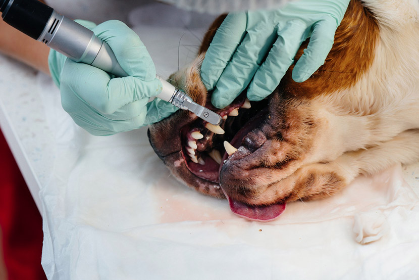 How Often Should You Get Your Pet’s Teeth Cleaned?