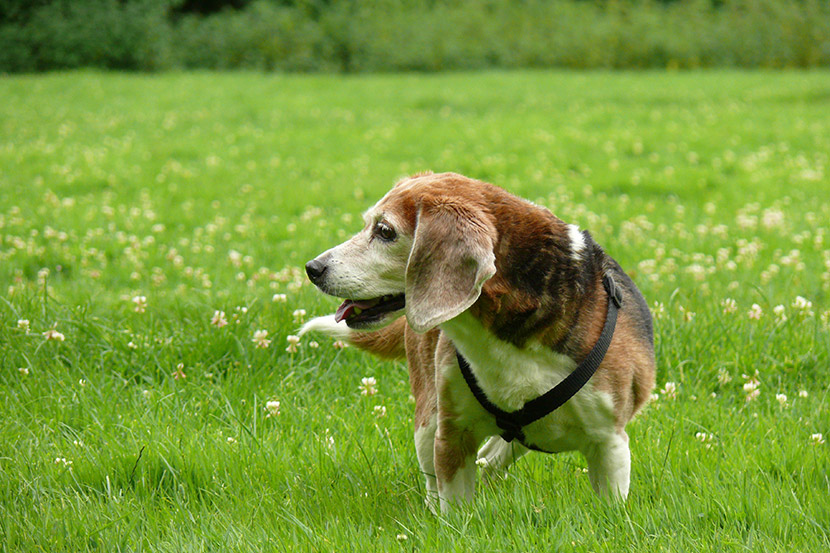 Why Does My Dog Have Diarrhea?