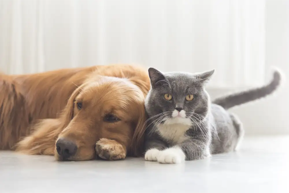 Dog And Cat Laying Together