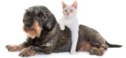 Dog Cat