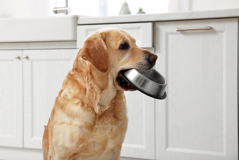 What to Feed a Dog with Diarrhea: A Practical Guide from Low Cost Veterinary Surgery Clinic