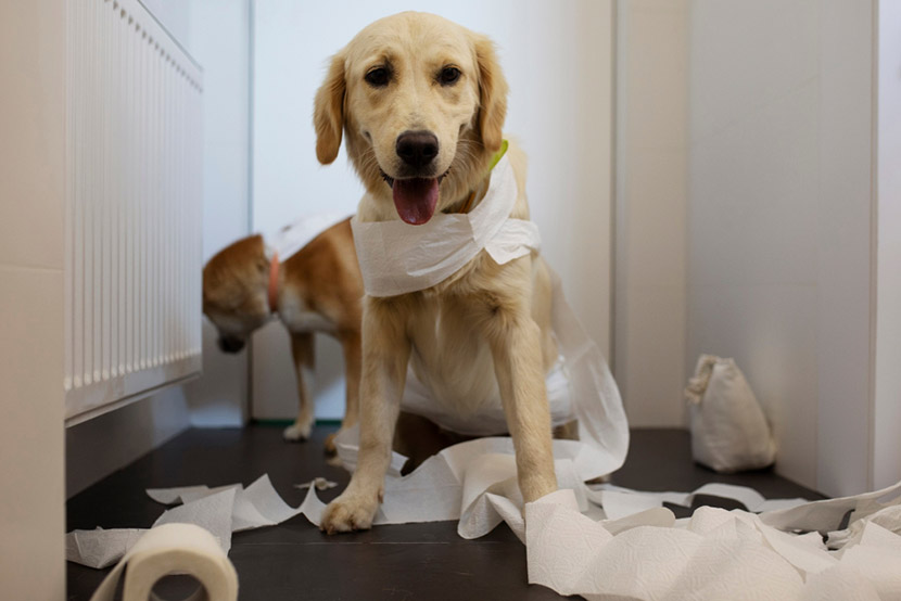 Dog Poop Decoded: What Every Pet Owner Should Know