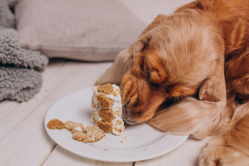 Foods You Should Never Give Your Pet: A Pet Parent’s Guide
