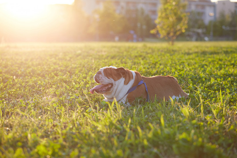 Understanding Kennel Cough: What You Need to Know This Summer