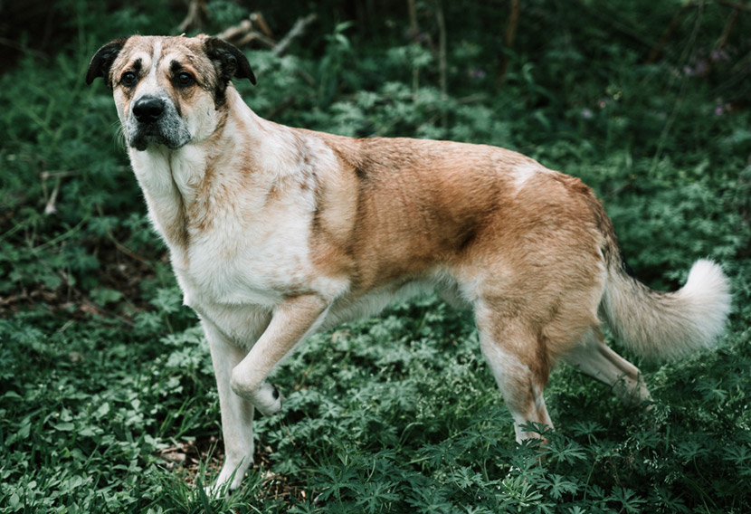 Nutrition’s Role in Protecting Joint Health in Aging Pets
