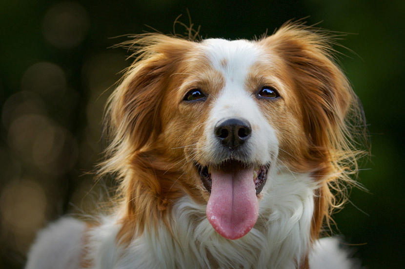 Why Parvo Cases Increase at Certain Times of Year