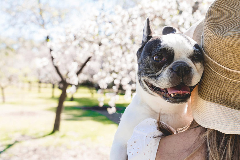 Spring Home Makeovers and Pet Wellness: Cleaning Tips Every Pet Owner Should Know