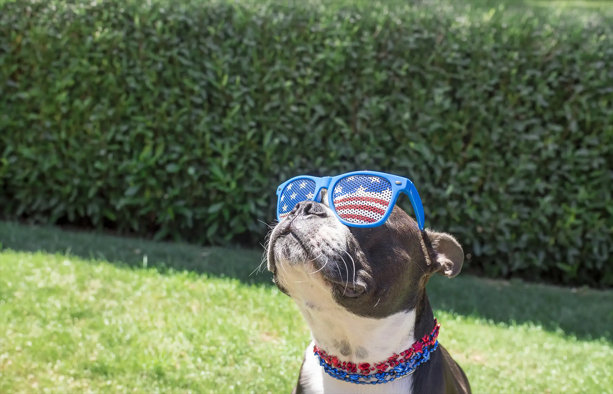 Is Your Pet Afraid of Fireworks? A Summer Survival Guide for Dogs and Cats