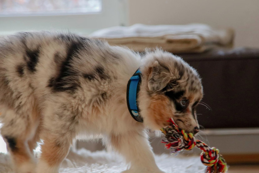 Chew Toy Danger Zone: The Hidden Risks in Your Dog’s Toy Basket