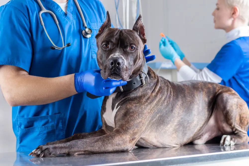 Preventive Care Is Practical Care: The Case for Yearly Pet Exams