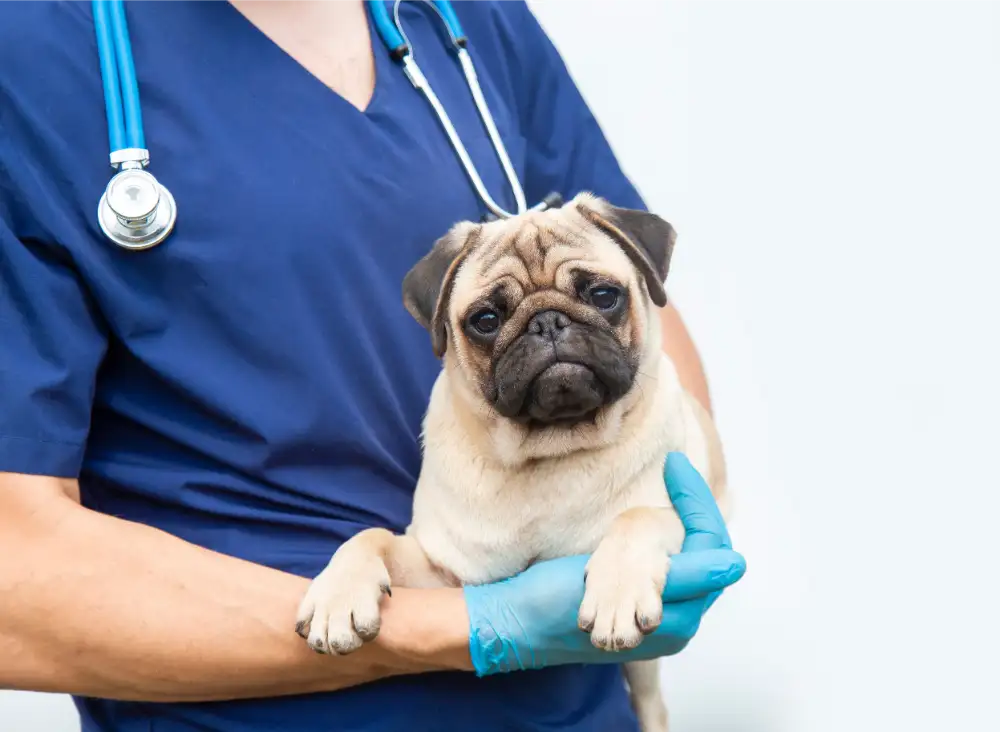 Low Cost Veterinary Surgery Clinic of Mesa – Pet Bloodwork Without the Confusion What to Test and When